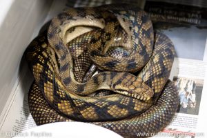 sorong scrub python for sale