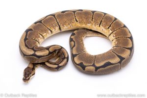 Spider ball python for sale