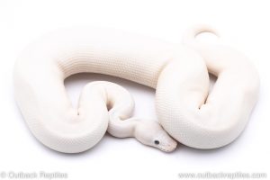 Blue Eyed Lucy ball python for sale