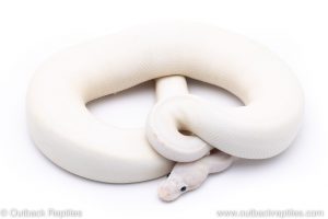 Super Pastel Ivory ball python for sale