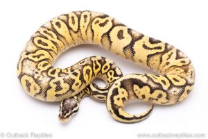 Super pastel yellowbelly ball python for sale