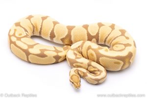 toffee adult breeder ball python for sale