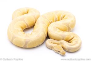 Toffino adult breeder ball python for sale