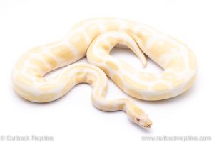 ALbino ball python for sale