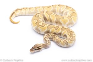 ghi pastel lesser enchi ph clown ball python for sale