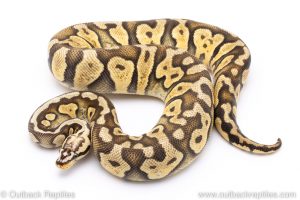 super pastel scaleless head adult breeder ball python for sale