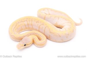 Banana Lemonblast ph vpi axanthic ball python for sale