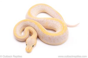 Banana Leopard Lemon Blast ph VPI Axanthic ball python for sale