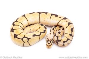 bumblebee het Clown ball python for sale