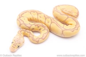 Pastel Banana Clown ball python for sale