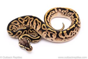 Pastel Leopard sugar ball python for sale