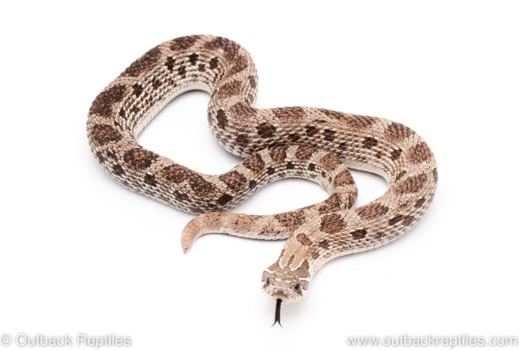 Anery anaconda hognose | Outback Reptiles