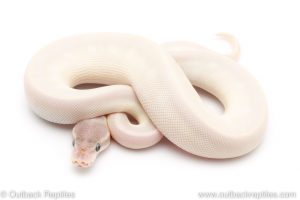 blue eyed lucy super mojave ball python for sale