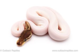 Cinnamon Pied ball python for sale