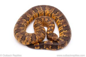 Viper boa for sale