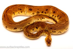 pastel clown ball python for sale