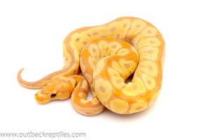 Banana clown ball python for sale