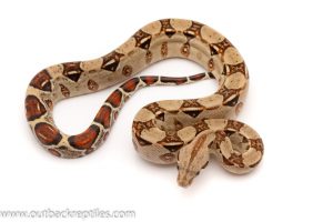 columbian red tail boa for sale