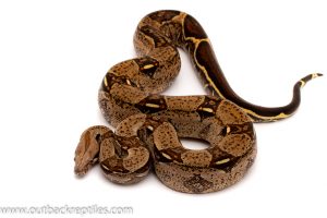 columbian red tail boa for sale