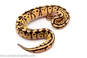 firefly ball python for sale