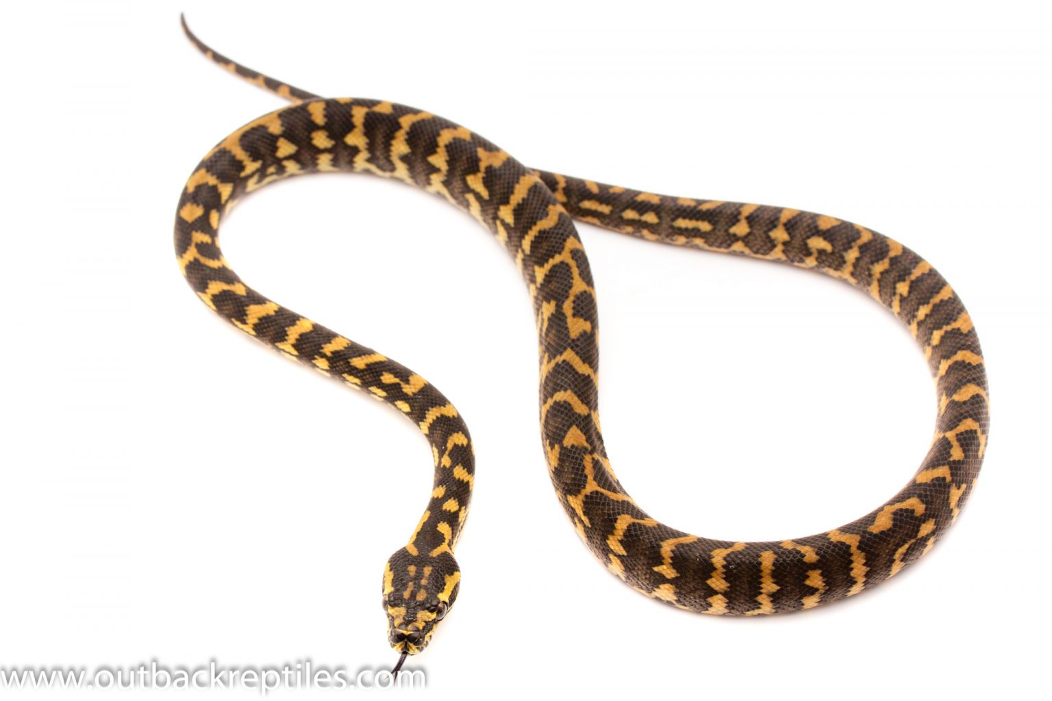 southwest-carpet-python-reptile-and-grow