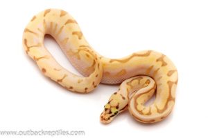 lesser enchi spider ball python for sale