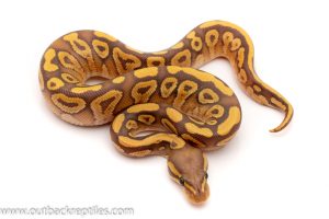 mojave ghost ball python for sale