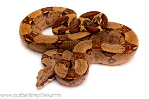 pastel red tail boa for sale