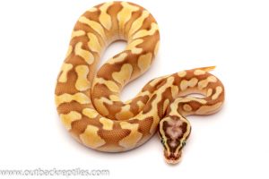 pastel lesser scaleless head ball python for sale