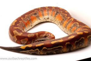 red blood python for sale