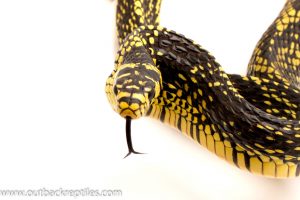 tiger rat snake for sale