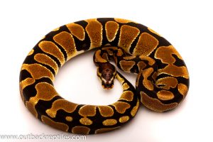 scaleless head het albino ball python for sale