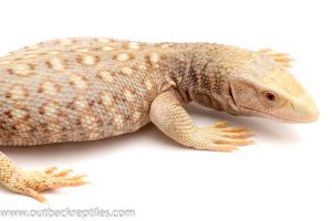 savannah monitor for sale