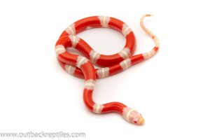 Nelsons Milk Snake for sale