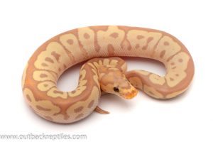 Banana Clown Ball python for sale