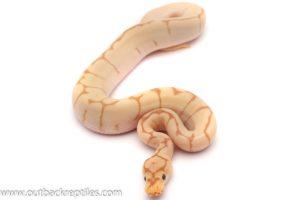 banana spider clown ball python for sale