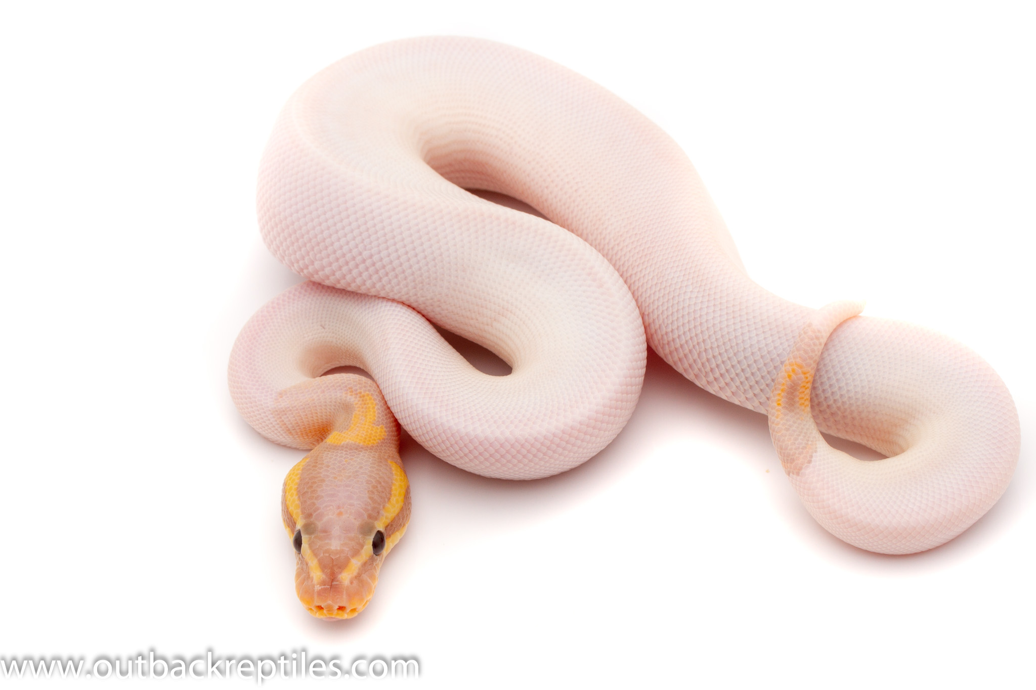 Banana pied male 80g-5400 | Outback Reptiles