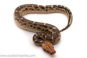 Borneo blood python for sale