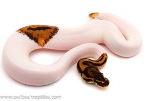 Pied ball python for sale