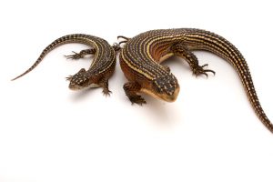 plated lizard for sale