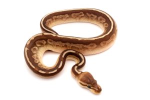 Cinnamon ball python for sale