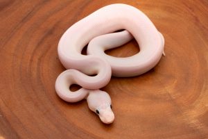 super fire ball python for sale