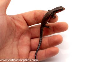 fire skink for sale