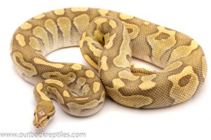 Ghost Ball Python For sale