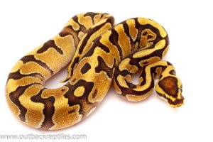 enchi fire ball python for sale