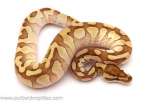 enchi lesser ball python for sale