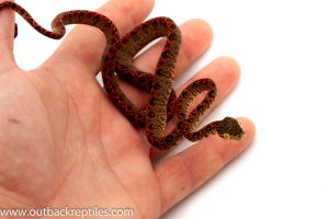 Amazon tree boa for sale