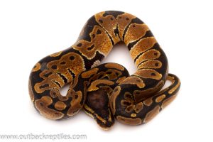 Baby Ball Python for sale