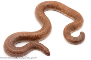 Sand Boa for sale