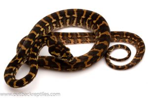 jungle carpet pythons for sale